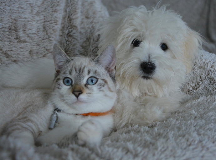Easy Tips For Introducing Cats And Dogs