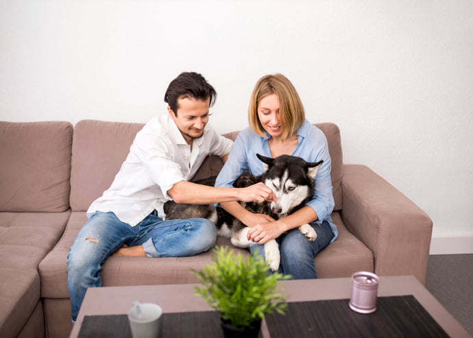 Embracing Pet Wellness Tech: 2025’s Must-Have Gadgets for Devoted Pet Parents