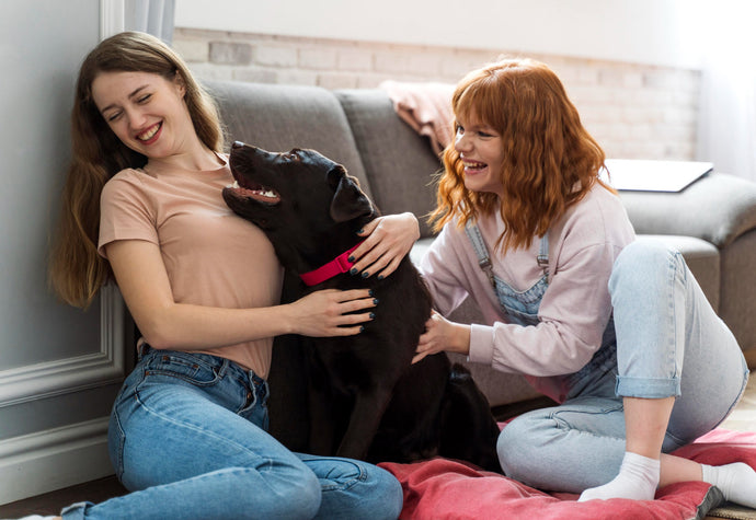 Introducing a New Pet to Your Home