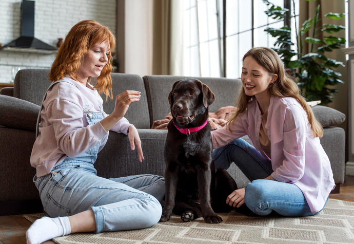 Mindful Bonding: Low-Impact Enrichment for Cats and Dogs