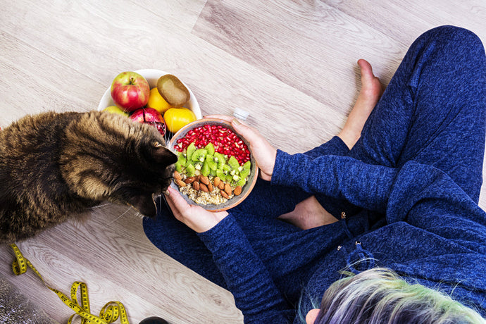 Food, Mood, and Behavior: How Your Pet’s Diet Shapes Their Emotional Wellbeing