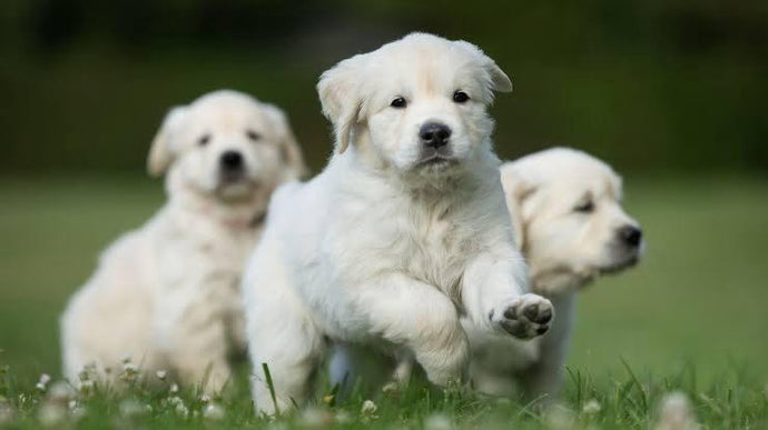 Eco-Friendly Pet Care: Sustainable Methods & Tips